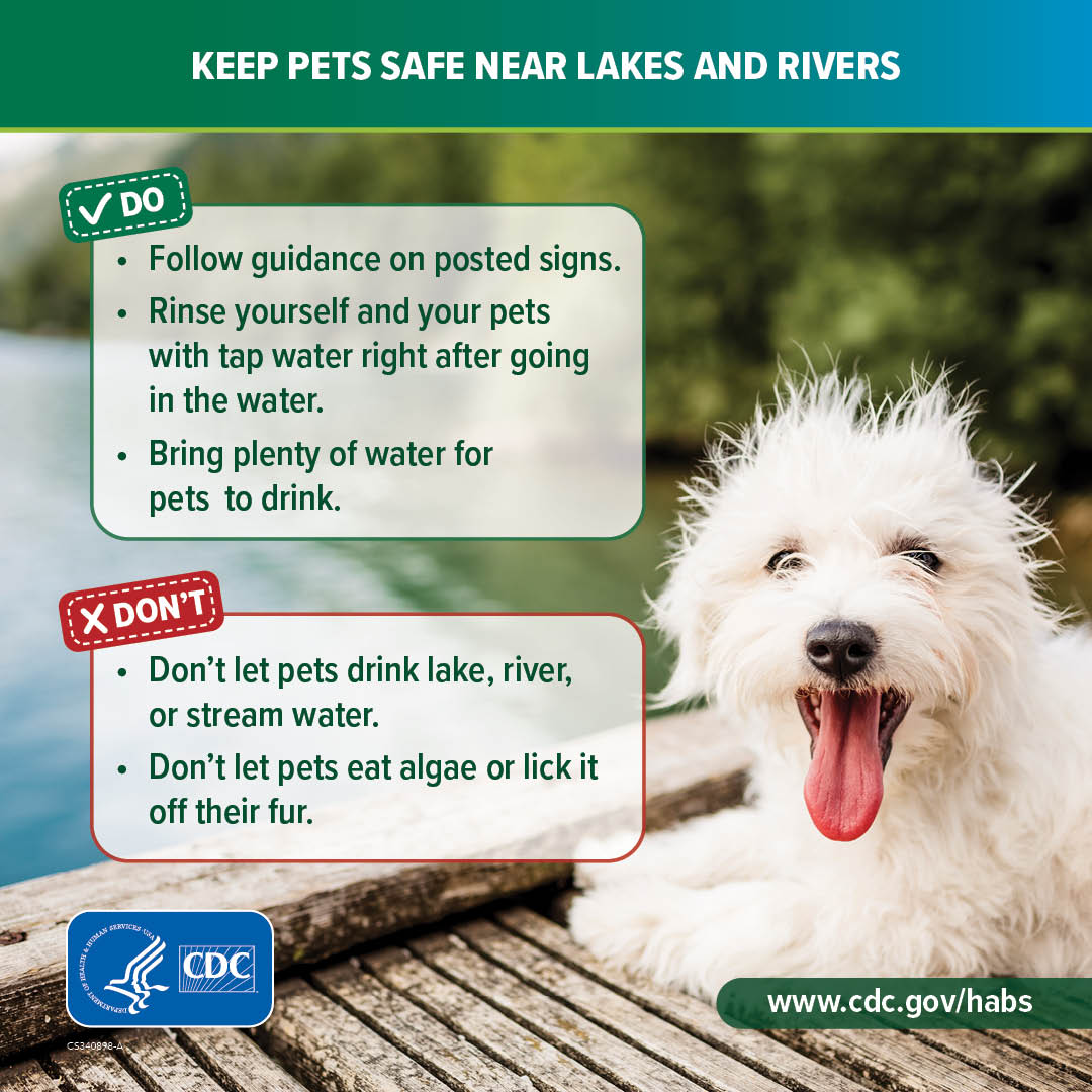 Graphic showing a smiling dog on a dock near water. Text on the graphic says, " Keep pets safe near lakes and rivers. Do: Follow guidance on posted signs. Rinse yourself and your pets with tap water right after going in the water. Bring plenty of water for pets to drink. Don't: Don't let pets drink lake, river, or stream water. Don't let pets eat algae or lick it off their fur."