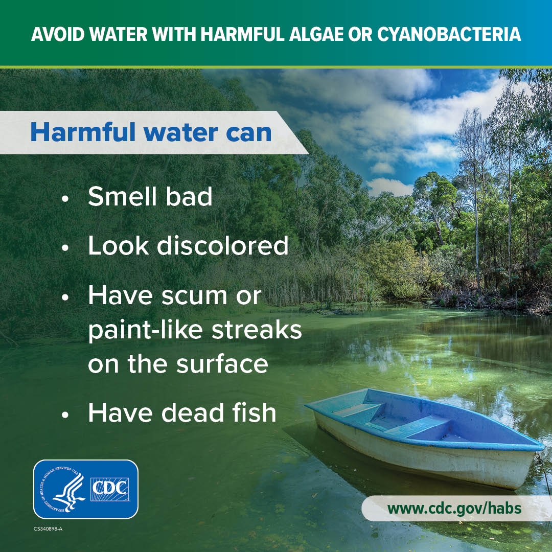 Graphic with a boat floating in a pond covered in algae. Text on the graphic says, " Avoid water with harmful algae or cyanobacteria. Harmful water can smell bad, look discolored, have scum or paint-like streaks on the surface, have dead fish."