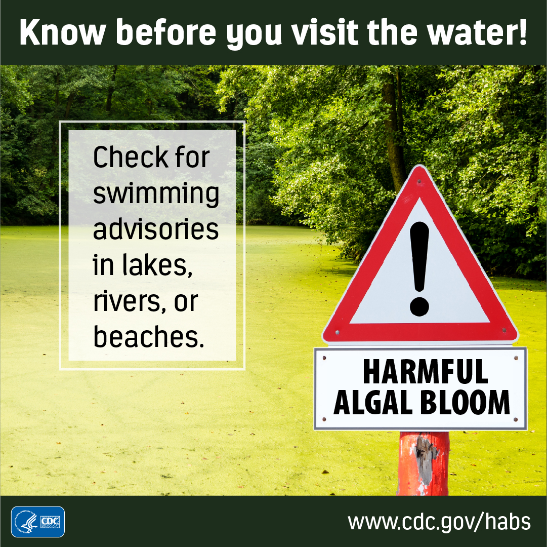 Graphic with scummy, algae-covered water in the background. A sign is posted in front of the water that has an exclamation mark and says, "Harmful algal bloom." Text on the graphic says, "Know before you visit the water! Check for swimming advisories in lakes, rivers, or beaches."