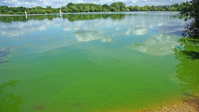 Un lago rodeado de &aacute;rboles y arbustos. El agua del lago es de un verde brillante debido a las algas.