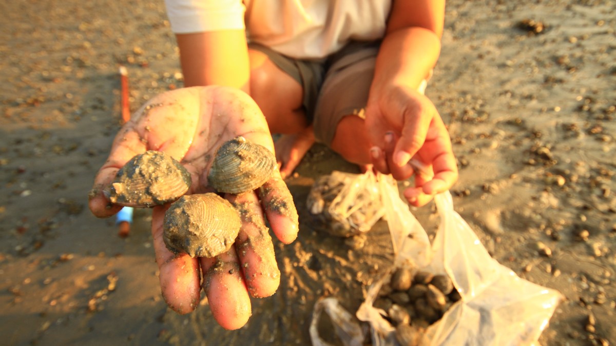 Una persona en una playa de arena sostiene tres mariscos en su mano. Tiene dos bolsas de plástico llenas de mariscos sobre la arena.