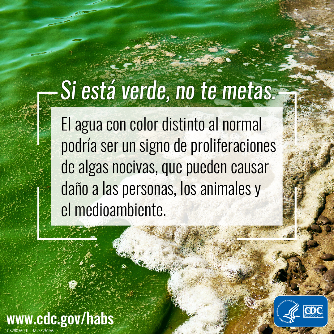 Graphic with bright green water washing up on a beach. Text on the graphic says, "Si esta verde, no te metas. El agua con color distinto al normal podria ser un signo de proliferaciones de algas nocivas, que pueden causar dano a las personas, los animales y el medioambiente."