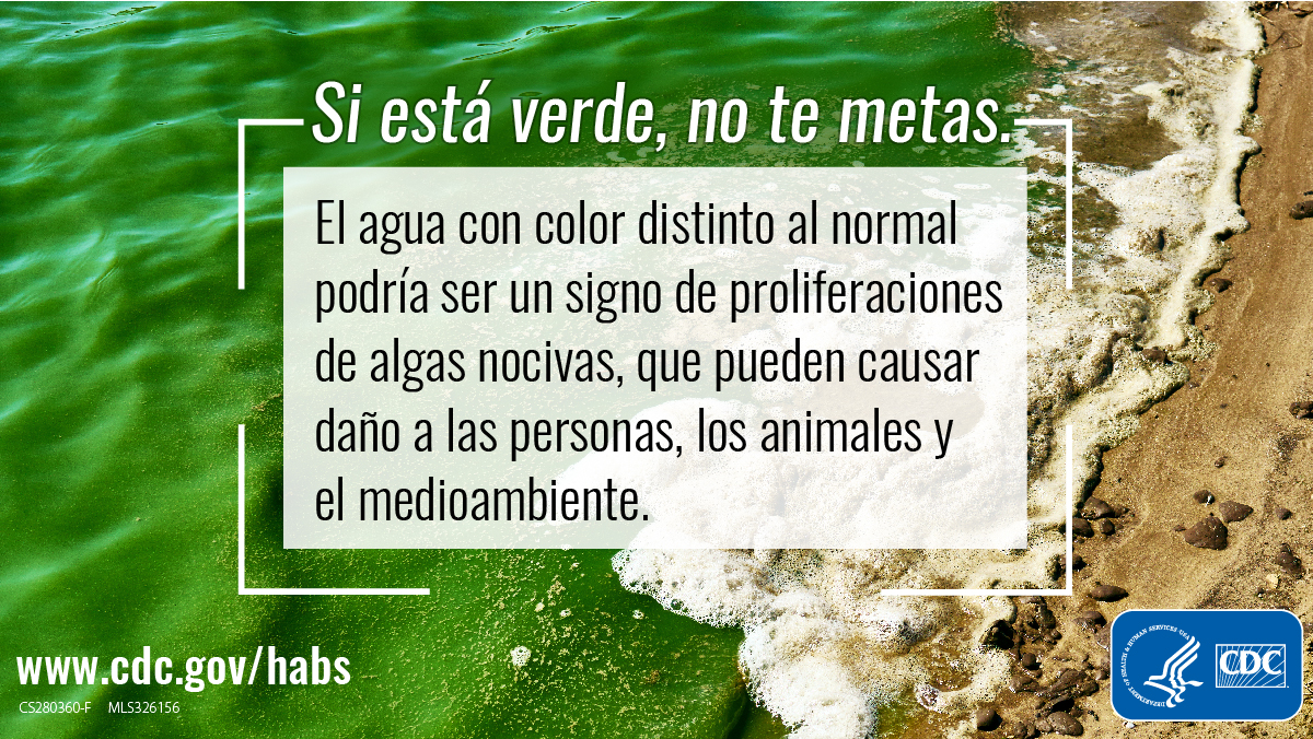 Graphic with bright green water washing up on a beach. Text on the graphic says, "Si esta verde, no te metas. El agua con color distinto al normal podria ser un signo de proliferaciones de algas nocivas, que pueden causar dano a las personas, los animales y el medioambiente."