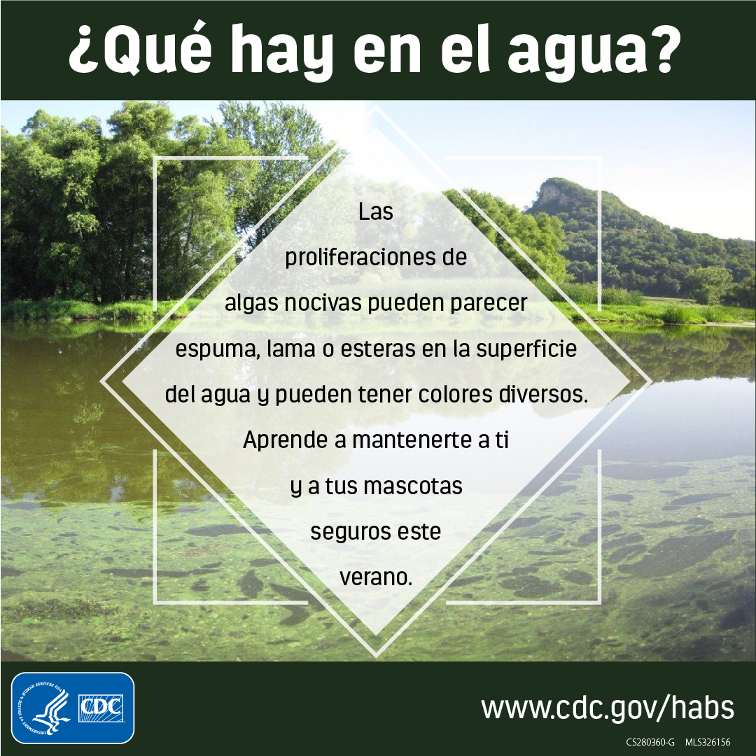 Graphic with scummy water in the background. Text on the graphic says, "Que hay en el agua? Las prliferaciones de algas nocivas pueden parecer espuma, lama o esteras en la superficie del agua y pueden tener colores diversos. Aprende a mantenerte a ti y a tus mascotas seguros este verano."