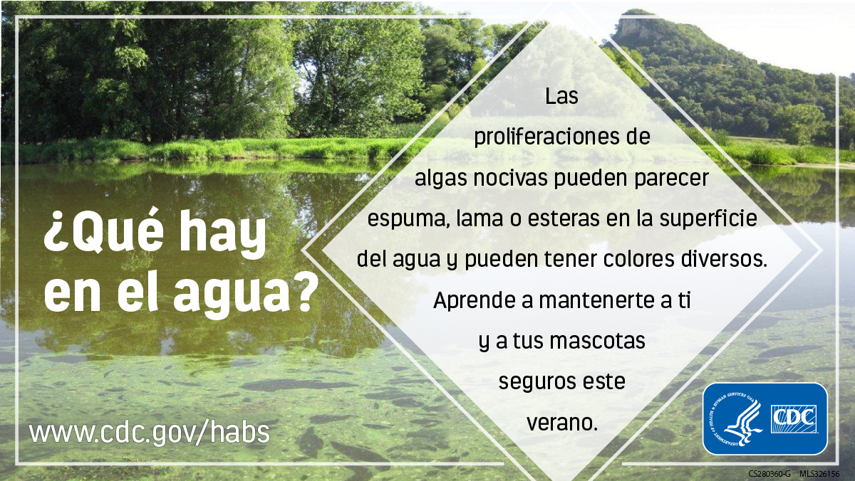 Graphic with scummy water in the background. Text on the graphic says, "Que hay en el agua? Las prliferaciones de algas nocivas pueden parecer espuma, lama o esteras en la superficie del agua y pueden tener colores diversos. Aprende a mantenerte a ti y a tus mascotas seguros este verano."