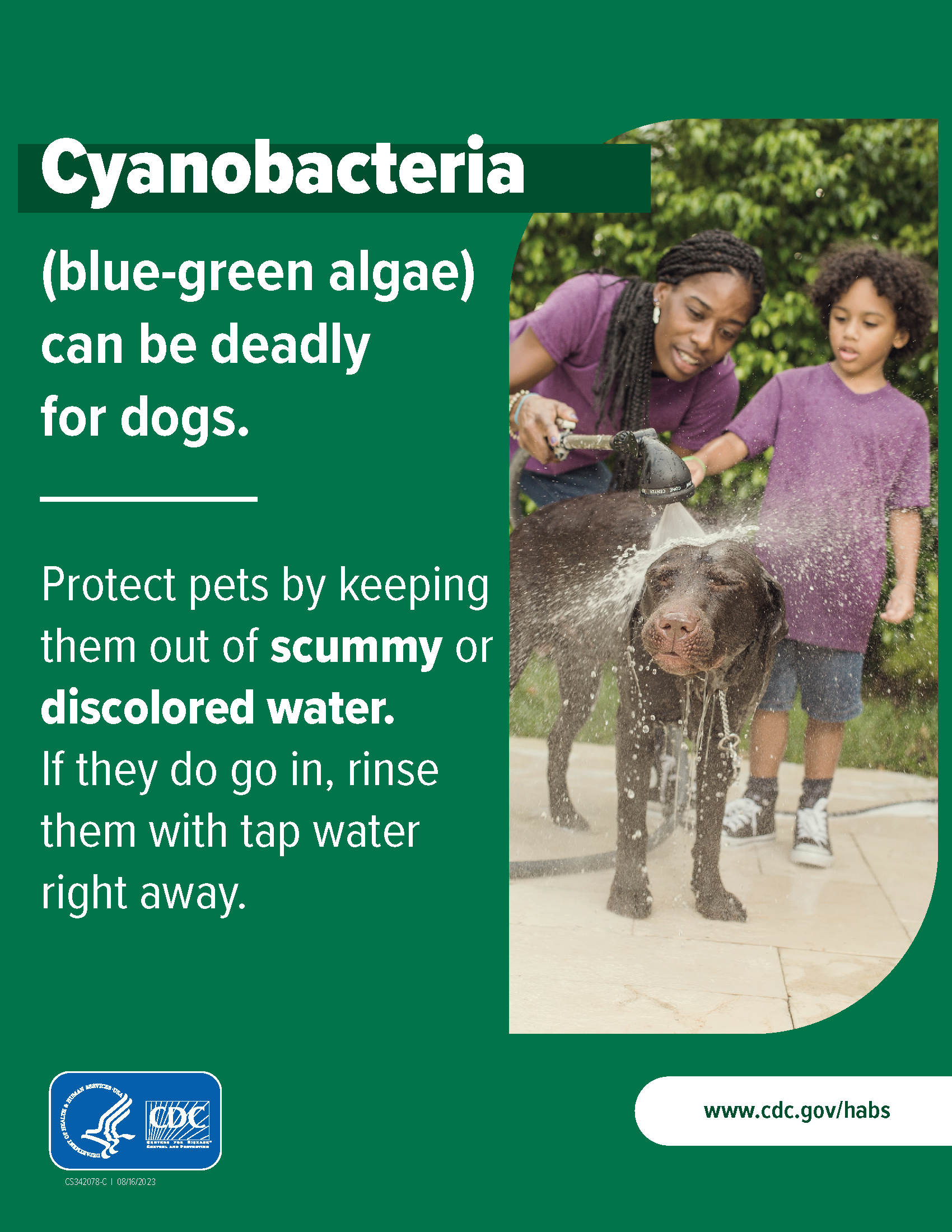 Rinse Dogs After Entering Water Poster: English 8.5x11
