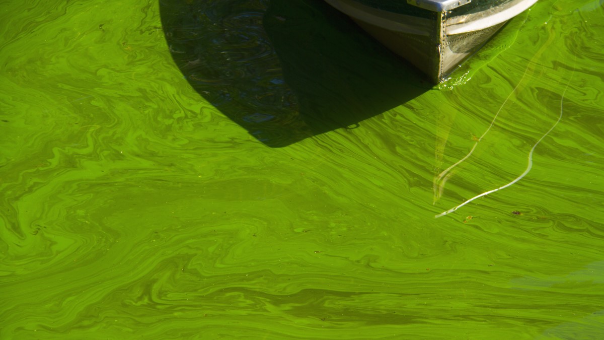 Punta de un bote de metal en agua cubierta de algas de color verde brillante.