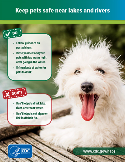 Steps to Keep Pets Safe Near Lakes and Rivers Poster: English 8.5x11 inches