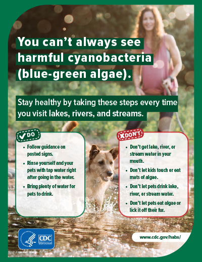 Steps to Avoid Getting Sick From Harmful Algal Blooms Poster: English 8.5x11