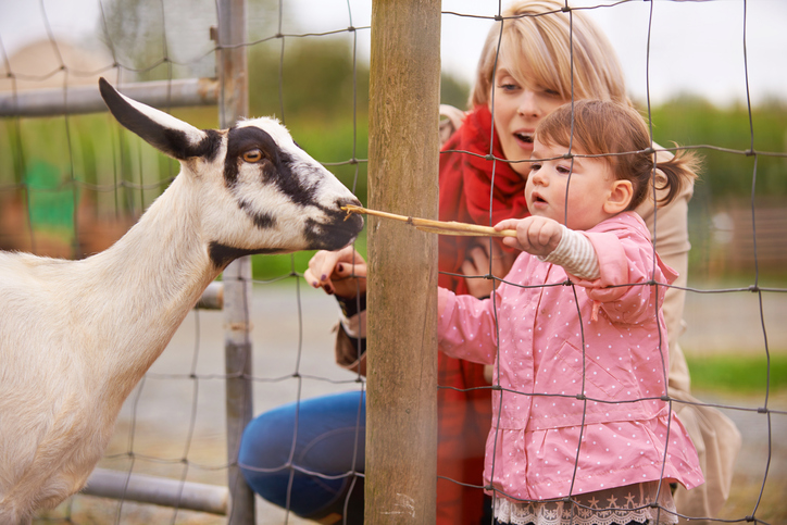 Petting zoo A young girl feeds a goat, supervised by her mother