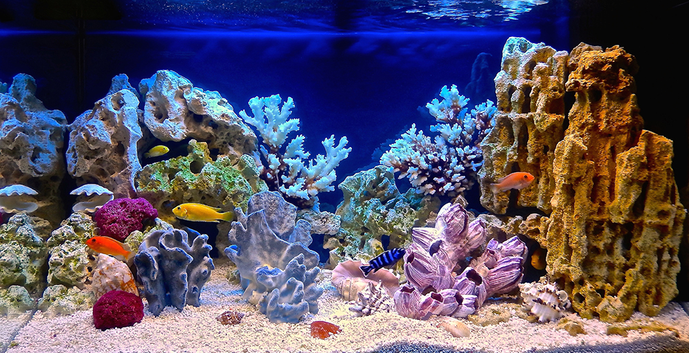 A couple of varius fish swimming around