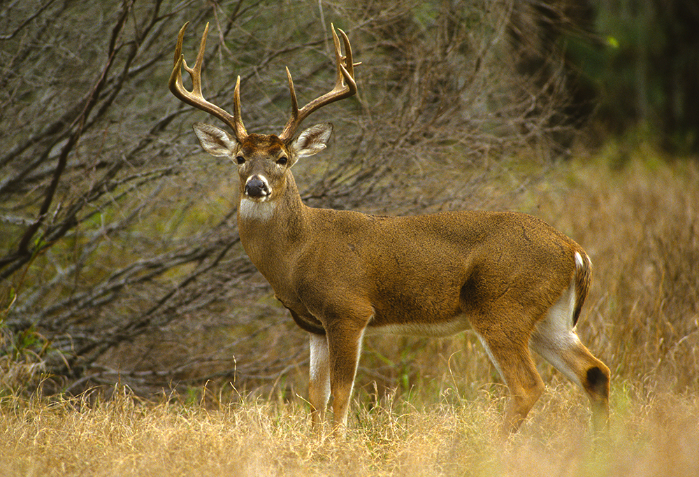 Huge White-tailed Buck