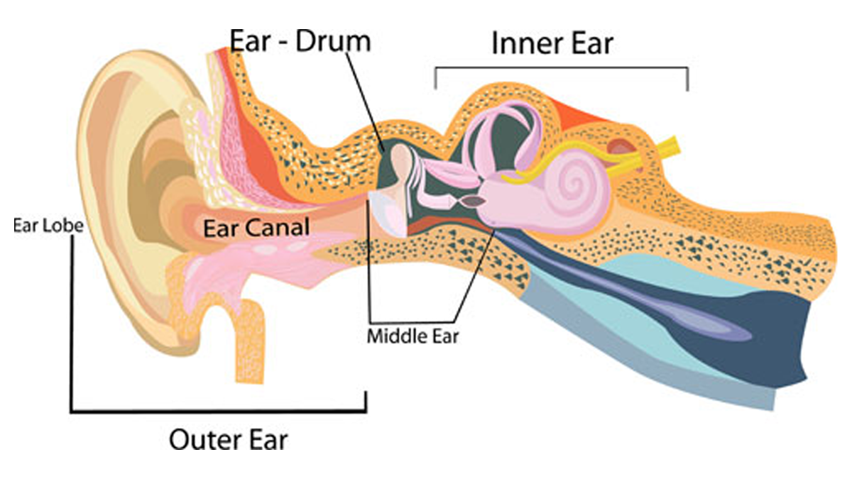 graphic of ear drum and inner ear A diagram showing parts of the outer, middle, and inner ear, including the ear lobe, ear canal, and ear drum