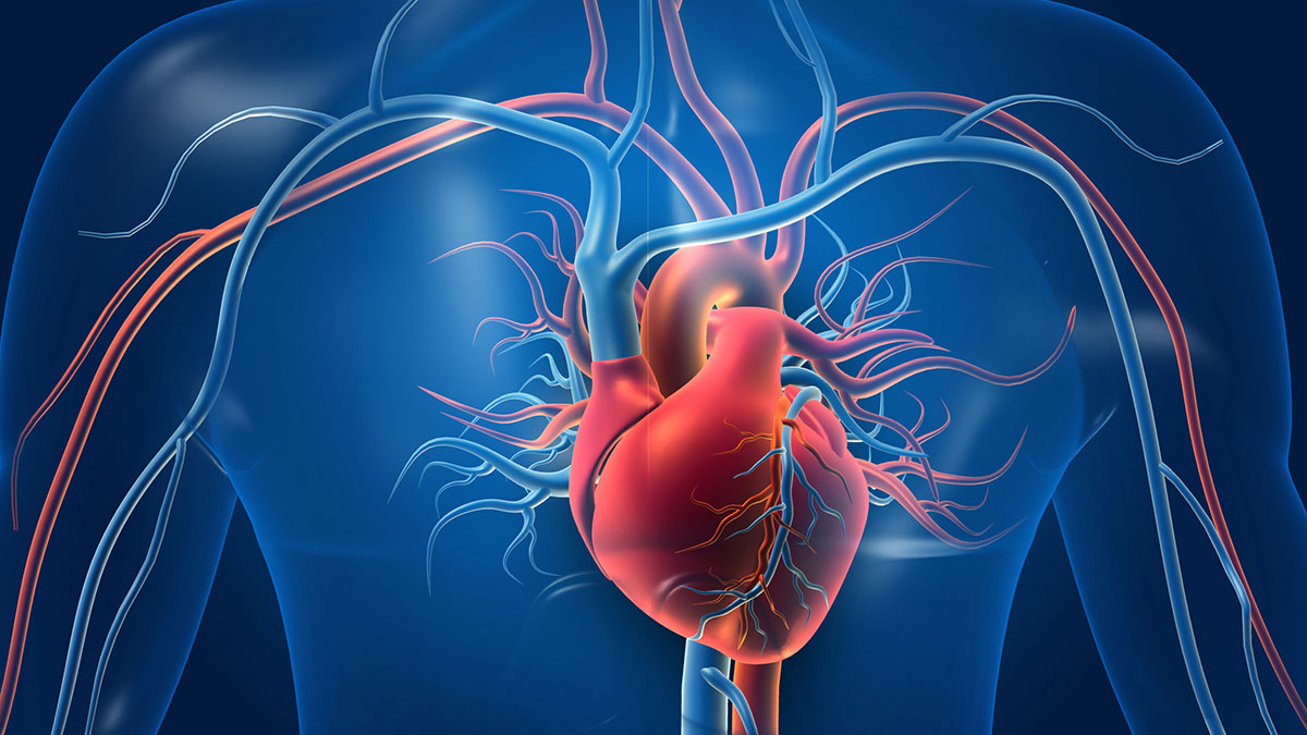 Human heart with blood vessels