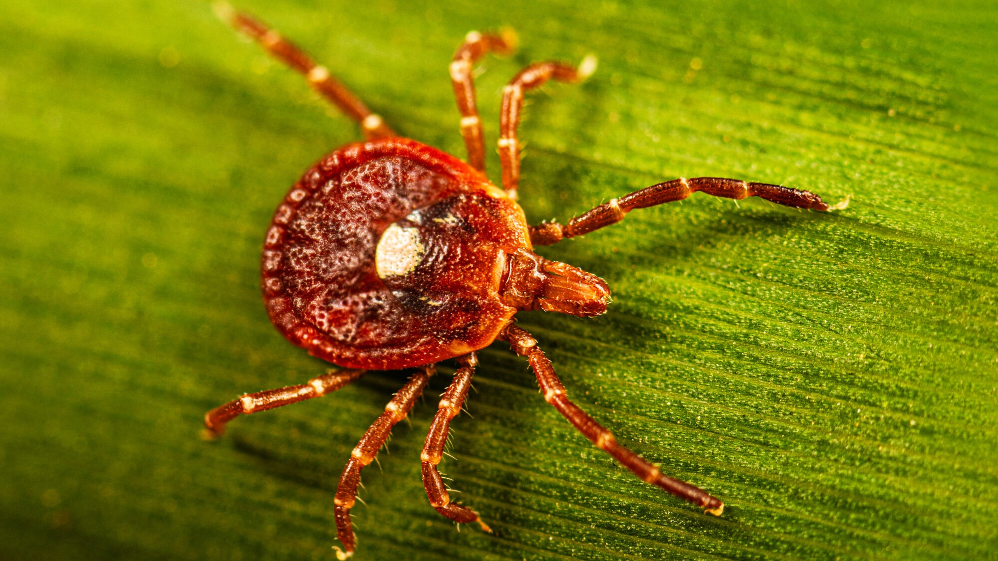 A female lone star tick.