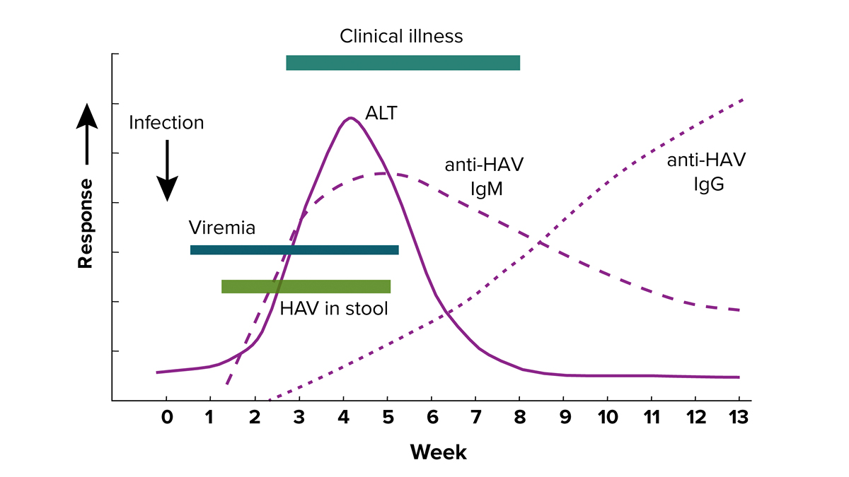 A chart explaining the states and timeline of hepatitis A infection