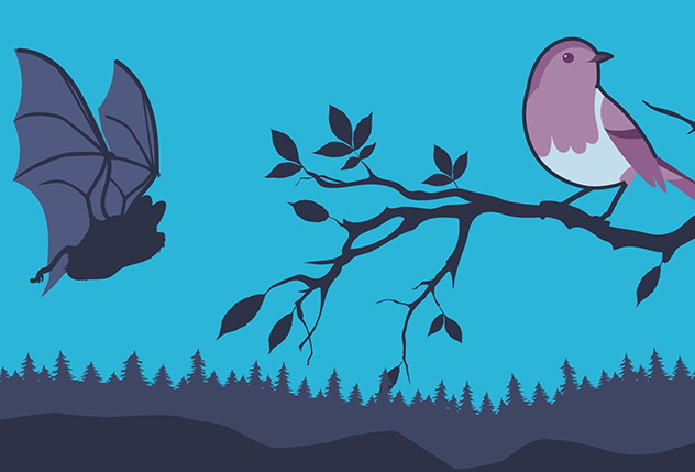 bird and bat bird on branch, bat flying