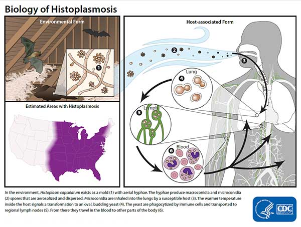 Image of the life cycle ofHistoplasma capsulatumcapsulatum: Environmental Form, Host-associated Form, and Areas of Endemicity for Histoplasmosis