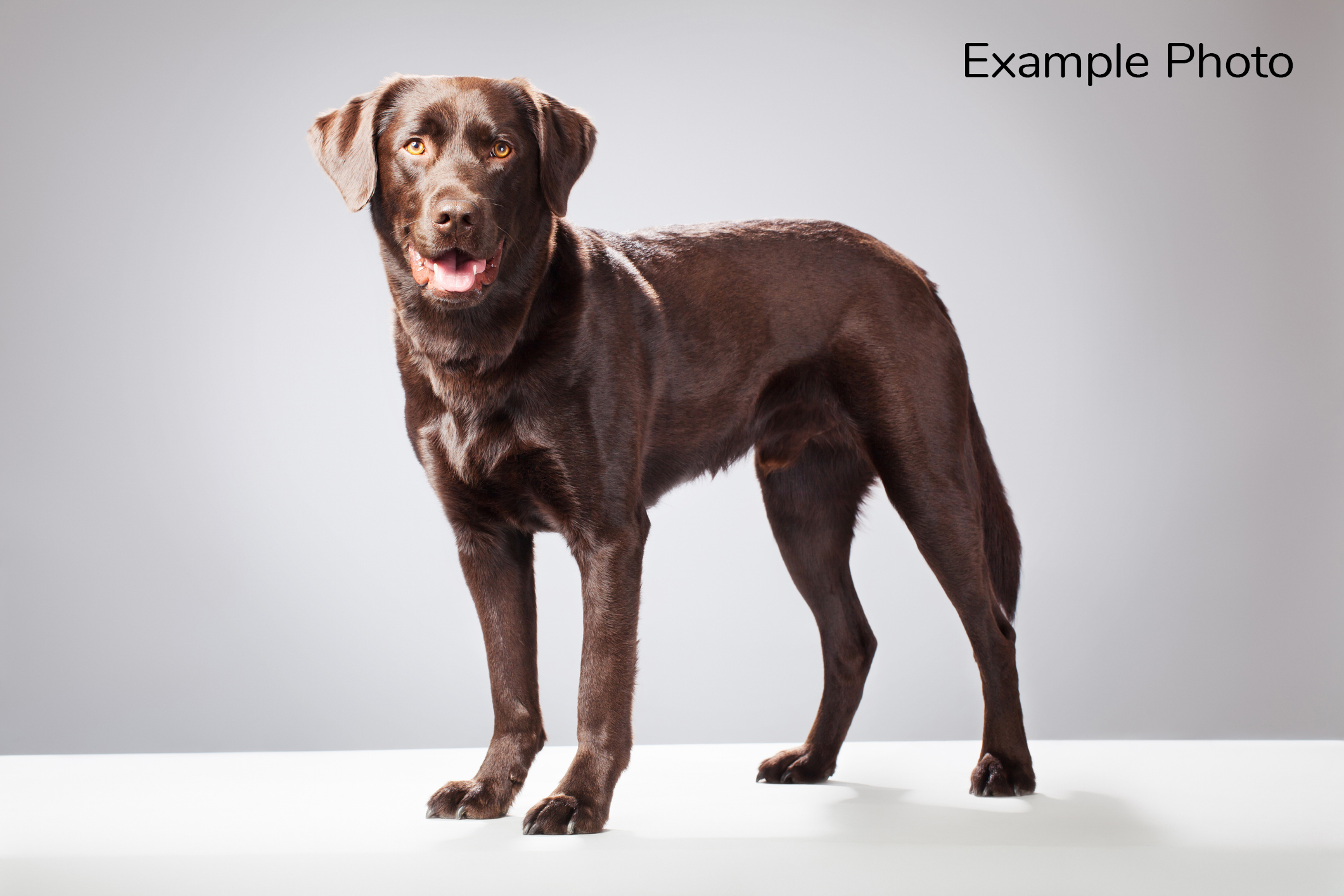 Labrador retriever standing and looking at camera