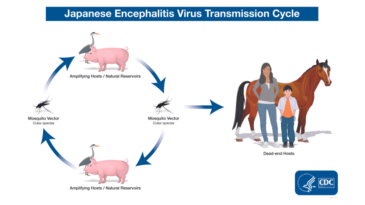Illustration of the Japanese encephalitis virus transmission cycle.