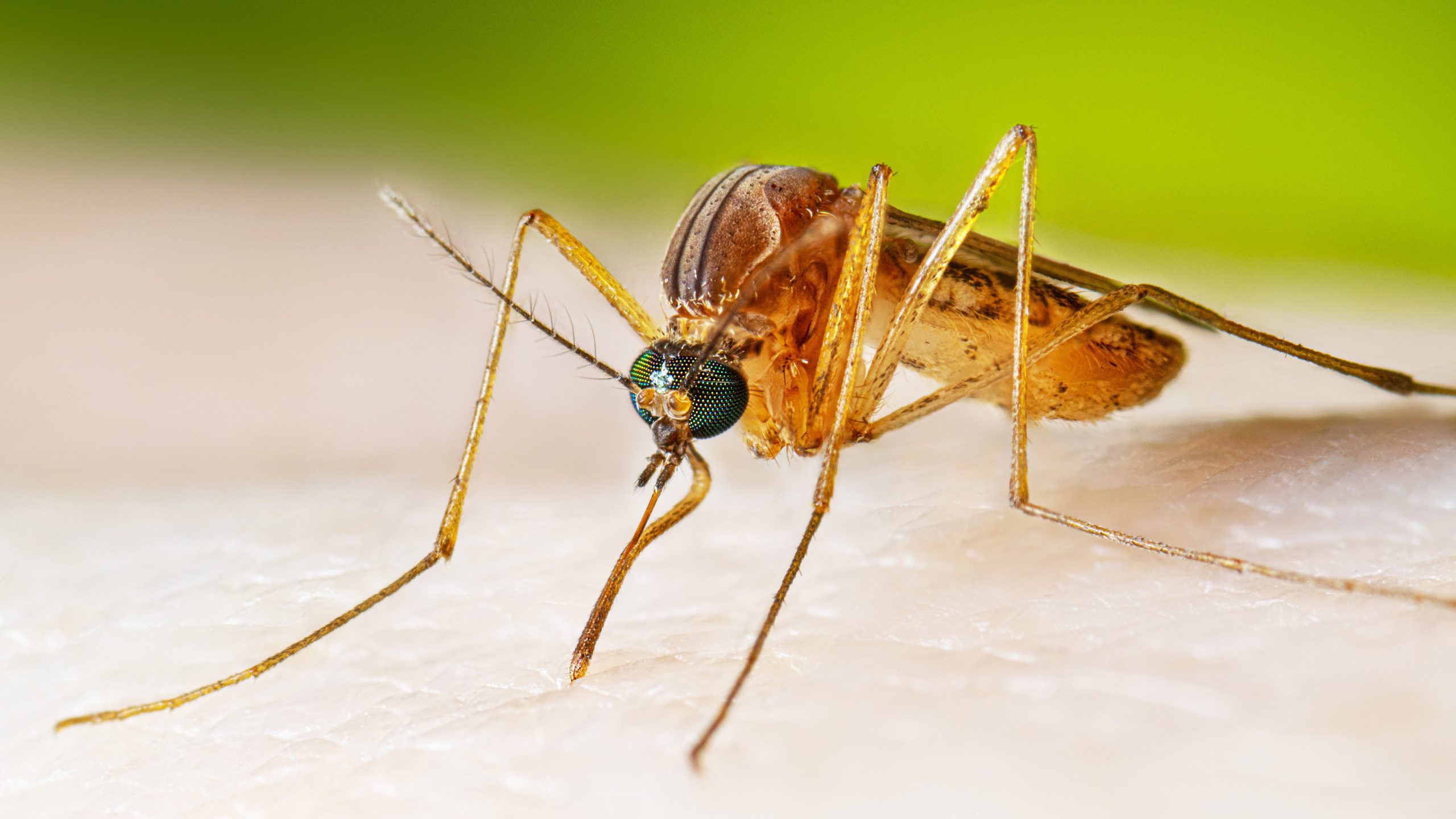 Culex species mosquito on a person's arm.
