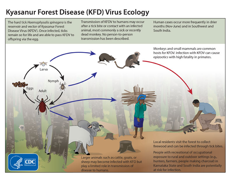 A graphic showing the transmission cycle of the KFD virus