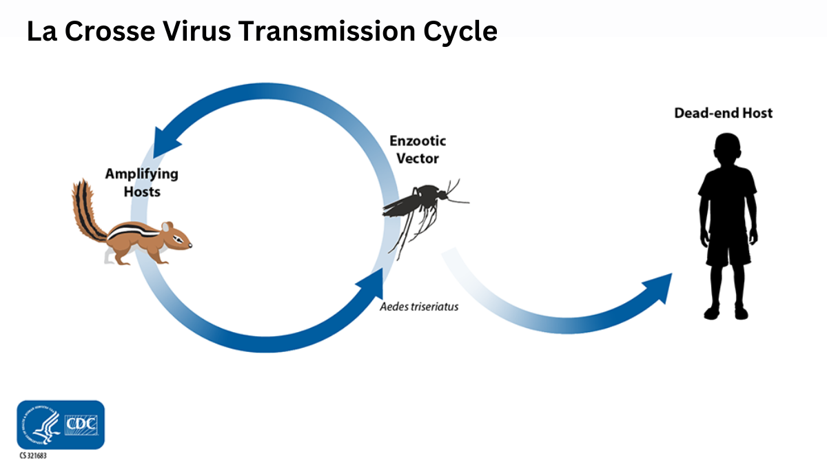 La Crosse virus transmission cycle illustration.