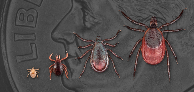 All life stages of Ixodes scapularis--larva, nymph, adult male, and adult female. Dime in background for scale.