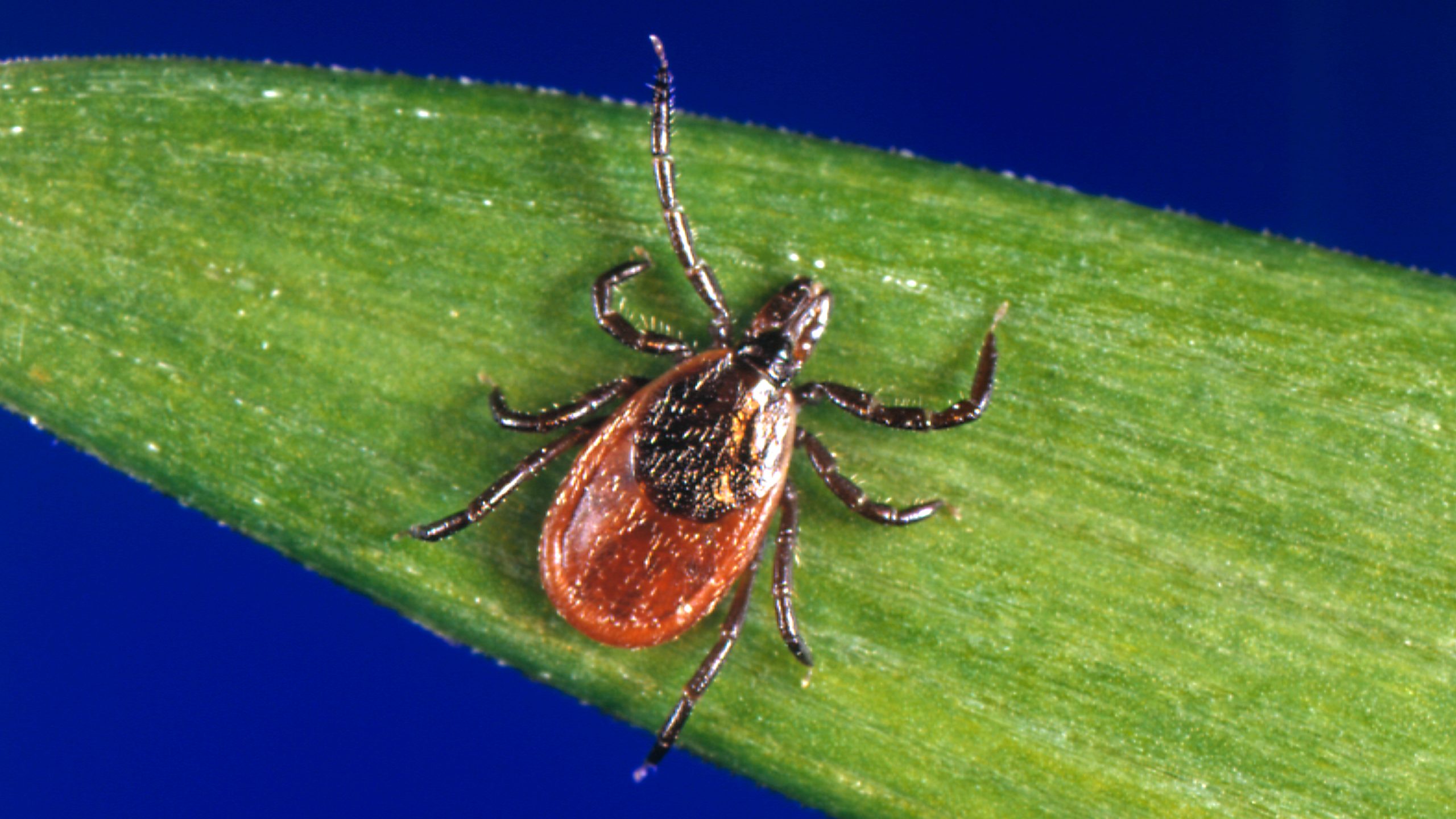 Garrapata *Ixodes scapularis* en una brizna de hierba.
