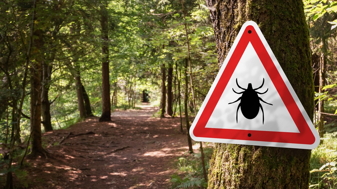 Image shows a hiking trail in the forest with a triangular sign with a tick on it in the foreground nailed to a tree