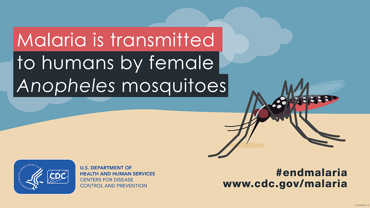Illustration of a female Anopheles mosquito, the vector for malaria