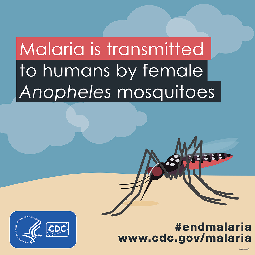 Illustration of a female Anopheles mosquito, the vector for malaria
