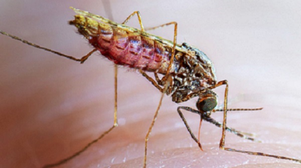 malaria mosquito