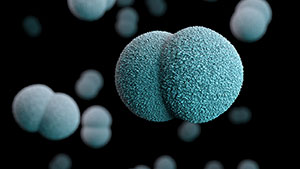 Esta ilustraci&oacute;n muestra la imagen en tres dimensiones (3D), generada por computadora, de varias bacterias Neisseria meningitidis diploc&oacute;cicas y y gramnegativas.
