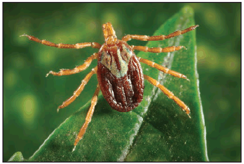 rr6502a1f9.gif This figure is a photograph showing an adult female Amblyomma maculatum (Gulf Coast tick).