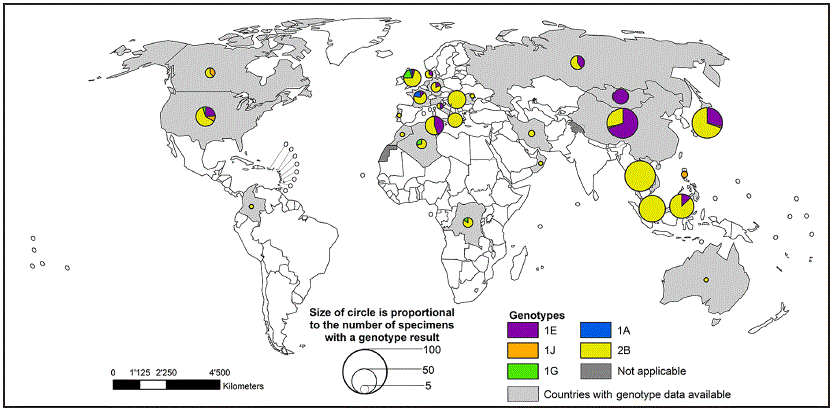 The figure above is a world map showing global distribution of rubella virus genotypes, by country, during 2010&ndash;2015.