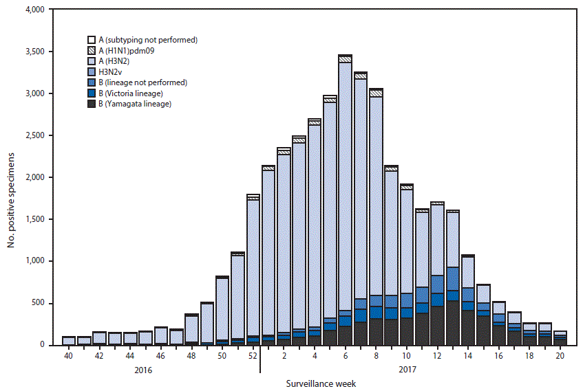 The figure above is a bar chart showing the number of respiratory specimens testing positive for influenza reported by public health laboratories in the United States during October 2, 2016&ndash;May 20, 2017, by influenza virus type, subtype/lineage, and surveillance week.