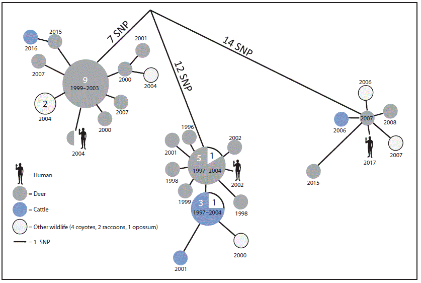 The figure is a diagram illustrating a phylogenetic analysis of the most closely related Mycobacterium bovis isolates associated with human tuberculosis cases in Michigan, during 2002&ndash;2017.