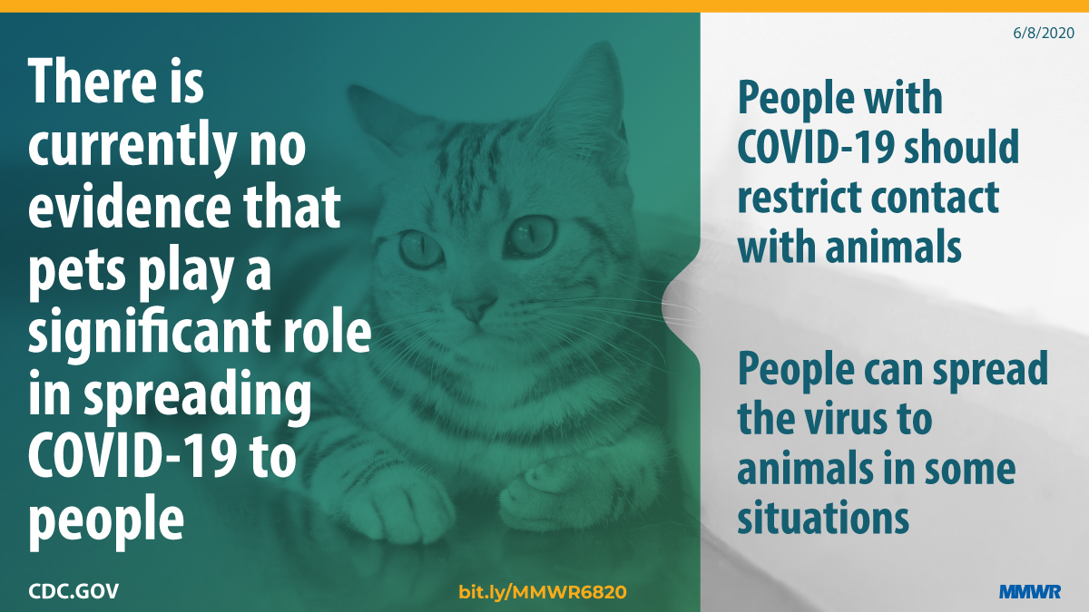 First Reported Cases of SARS-CoV-2 Infection in Companion Animals — New York, March–April 2020 The figure shows an image of a cat with text overlay describing that there is currently no evidence that pets play a significant role in spreading COVID-19 to people.