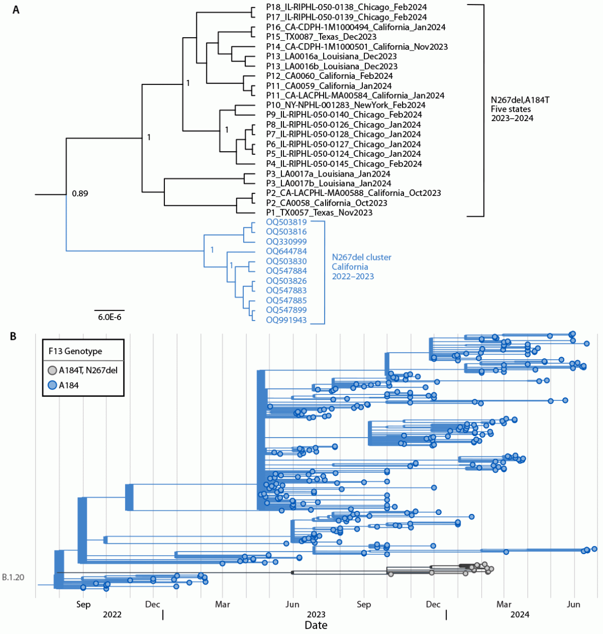 Figure is a phylogeny of tecovirimat-resistant monkeypox viruses with asparagine 267 deletion and alanine 184 to threonine substitution among 18 U.S. cases with a previous tecovirimat-resistant cluster from California and with representative monkeypox virus sequences in the United States during 2023&ndash;2024.