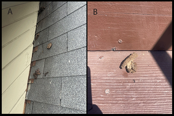 The figure consists of two color images taken in Los Angeles County, California, in 2024, of raccoon feces at the home of patient A with diagnosed baylisascariasis. The first image is a raccoon latrine on the sloping rooftop of the home of patient A, and the second image is of raccoon feces that fell from the rooftop of patient A&rsquo;s home onto the staircase leading from the back door.