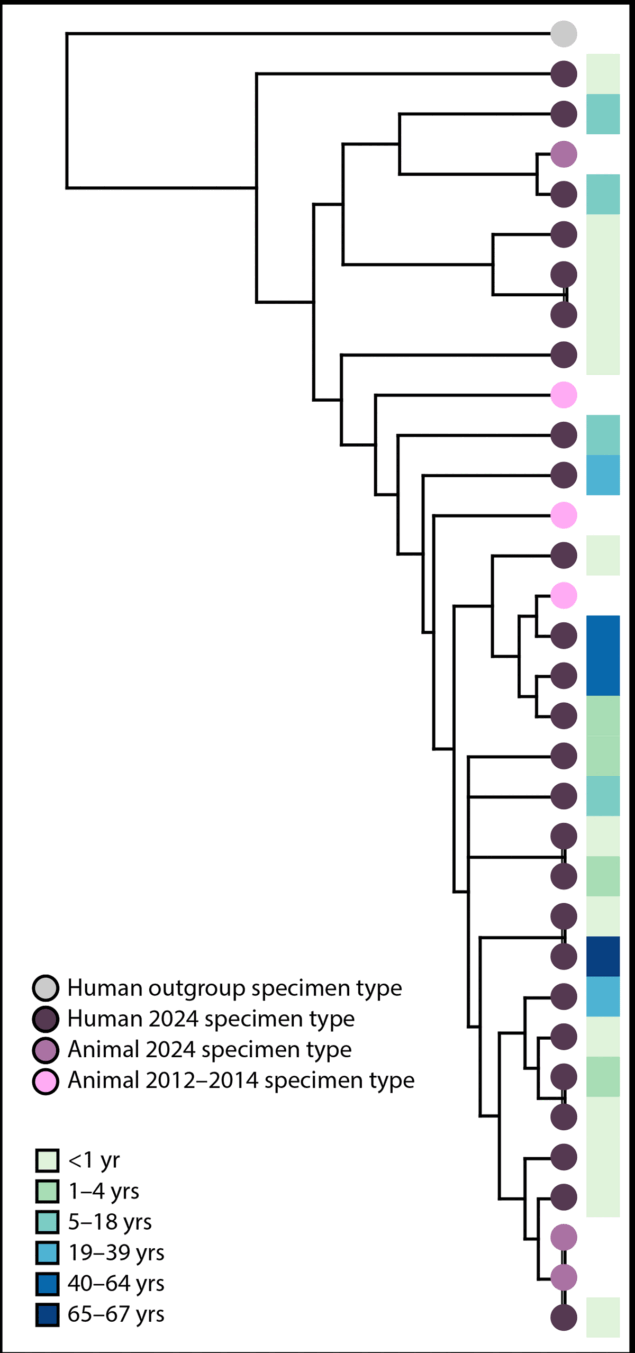 The figure is a phylogenetic tree depicting 32 genetically closely related Salmonella Cotham isolates linked to bearded dragons, by age group and specimen type, belonging to two outbreaks in the United States, during 2012&ndash;2014 and 2024.