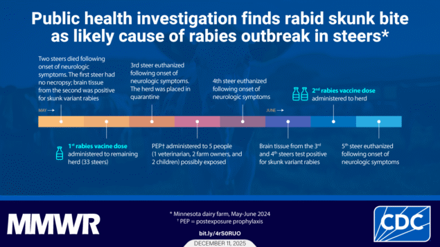 Rabies Cluster Among Steers on a Dairy Farm — Minnesota, 2024 The image shows a herd of cows in a field with text that reads, “Public health investigation finds rabid skunk bite as likely cause of rabies outbreak in steers.” The image includes a timeline of events that occurred among steers on a Minnesota dairy farm during May 11-June 9, 2024.