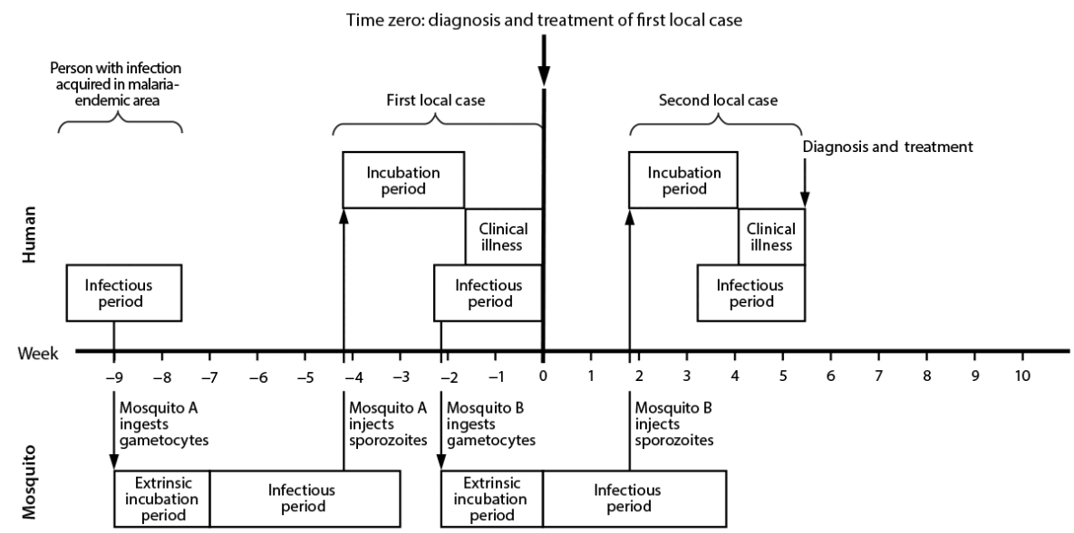 CDC Operational Guidance for Investigating Locally Acquired Mosquito-Transmitted Malaria — United States, 2026 The figure is a timeline of the temporal progression of a malaria outbreak for humans and mosquitoes.