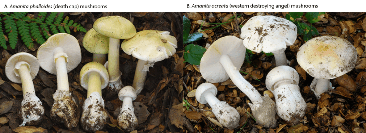 Amanita Species Mushroom Poisonings — Northern California, November 2025–March 2026 The figure is two photographs of Amanita phalloides and Amanita ocreata mushrooms similar to those consumed by patients who experienced mushroom poisoning in Northern California during November 2025–March 2026.