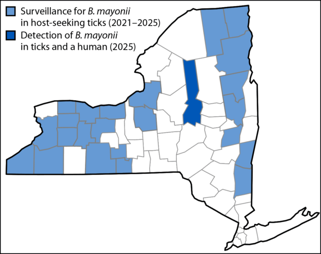 Notes from the Field: Borrelia mayonii Lyme Disease — New York, 2025 The figure is a map of New York State illustrating detections, by county, of Borrelia mayonii during 2025–2026.