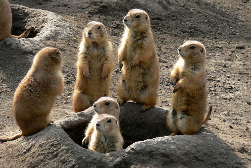 a group of prairie dogs
