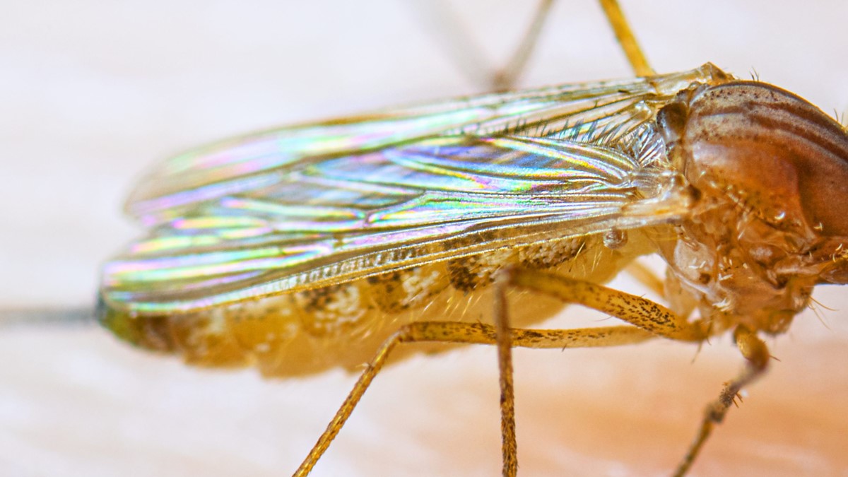 Alas de un mosquito Culex quinquefasciatus hembra.