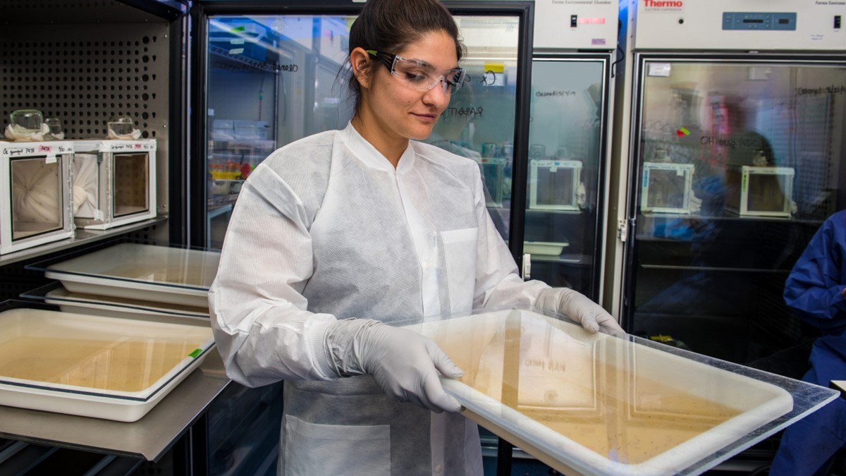 Un entom&oacute;logo inspeccionando larvas de mosquitos que se cr&iacute;an en un laboratorio de los CDC.