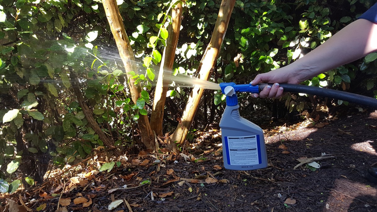 Spraying an adulticide by hand in a garden